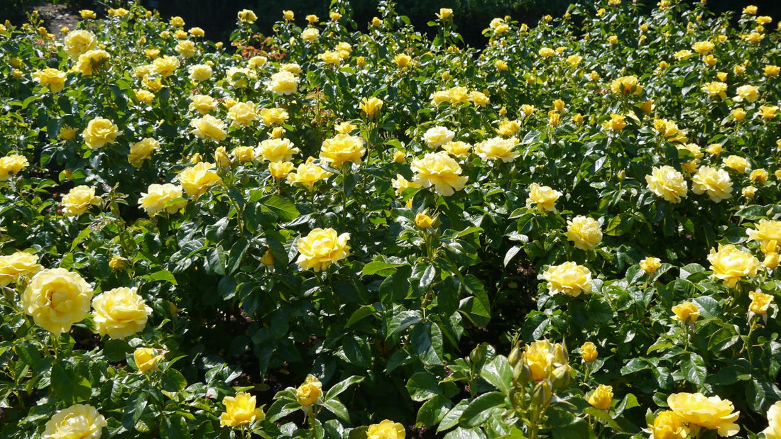flowering yellow english rose bushes