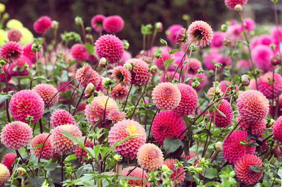 Dahlia 'Polventon Kristobel' with ball-shaped flowers atop of tall stems in an array of colours