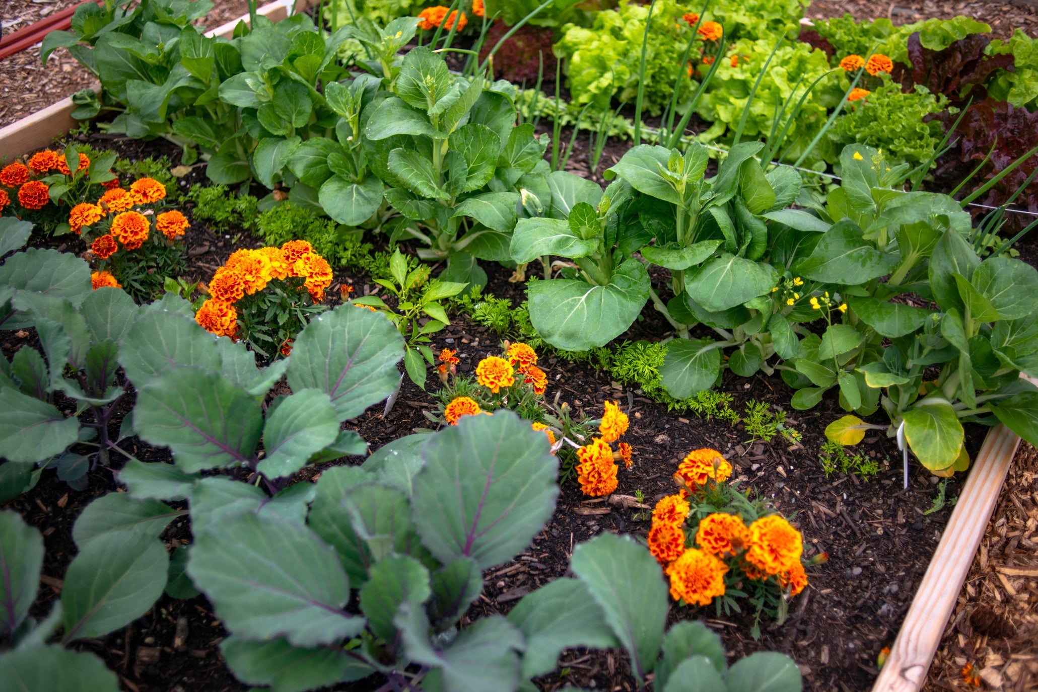 leafy green vegetables growing in rows next to pot marigolds in a raised garden bed