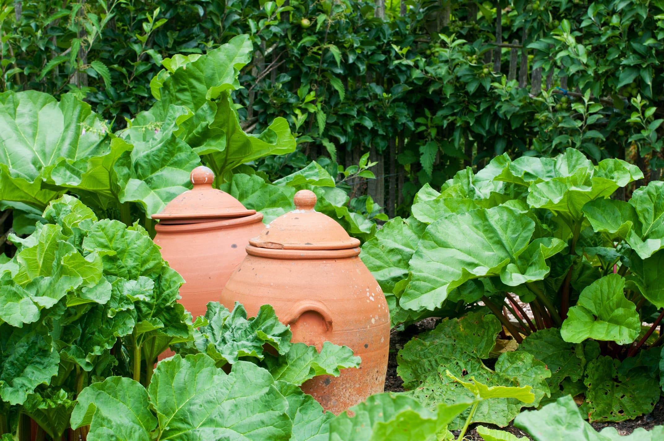 two traditional clay forcing jars next to rhubarb plants