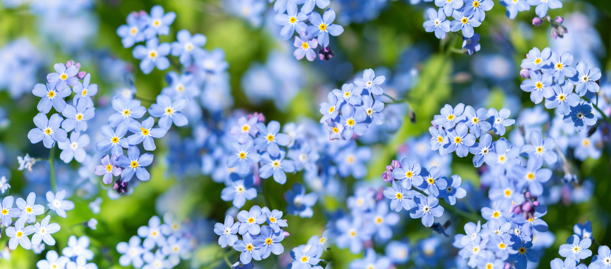 blue flowering forget-me-nots growing outside