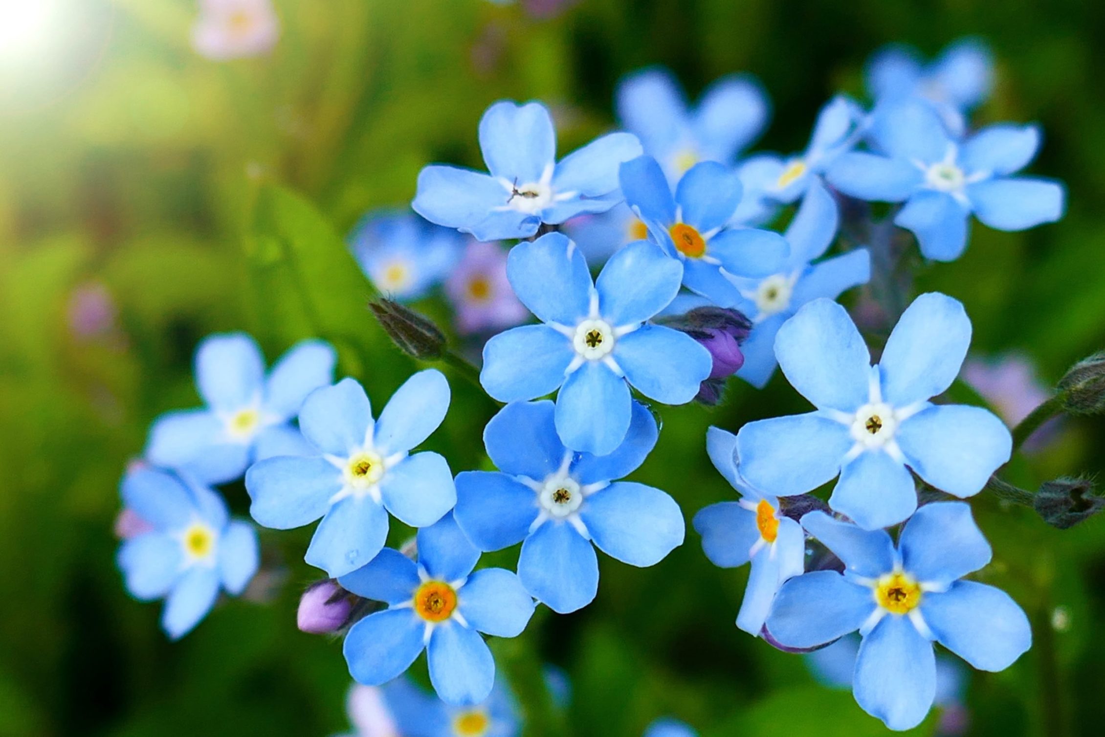 Close up of forget-me-not flowers with bright blue leaves
