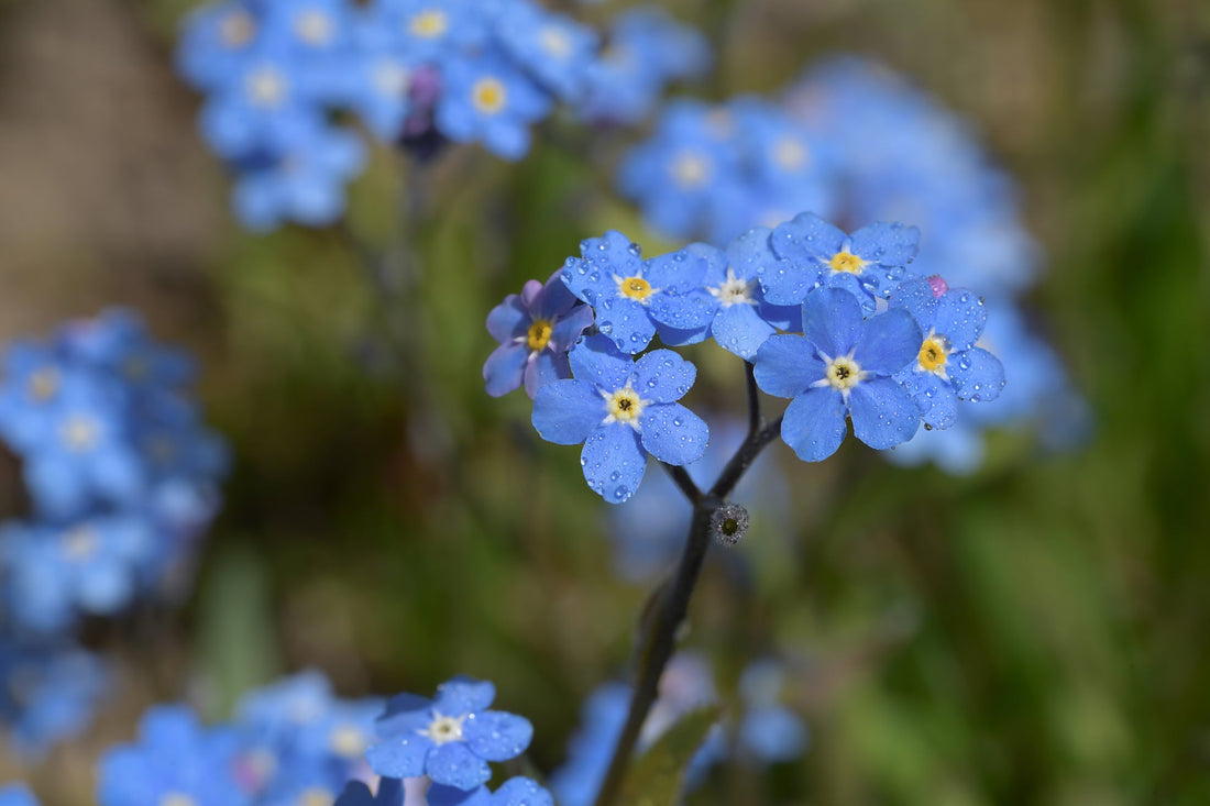 forget-me-not plant with clusters of blue flowers growing outside