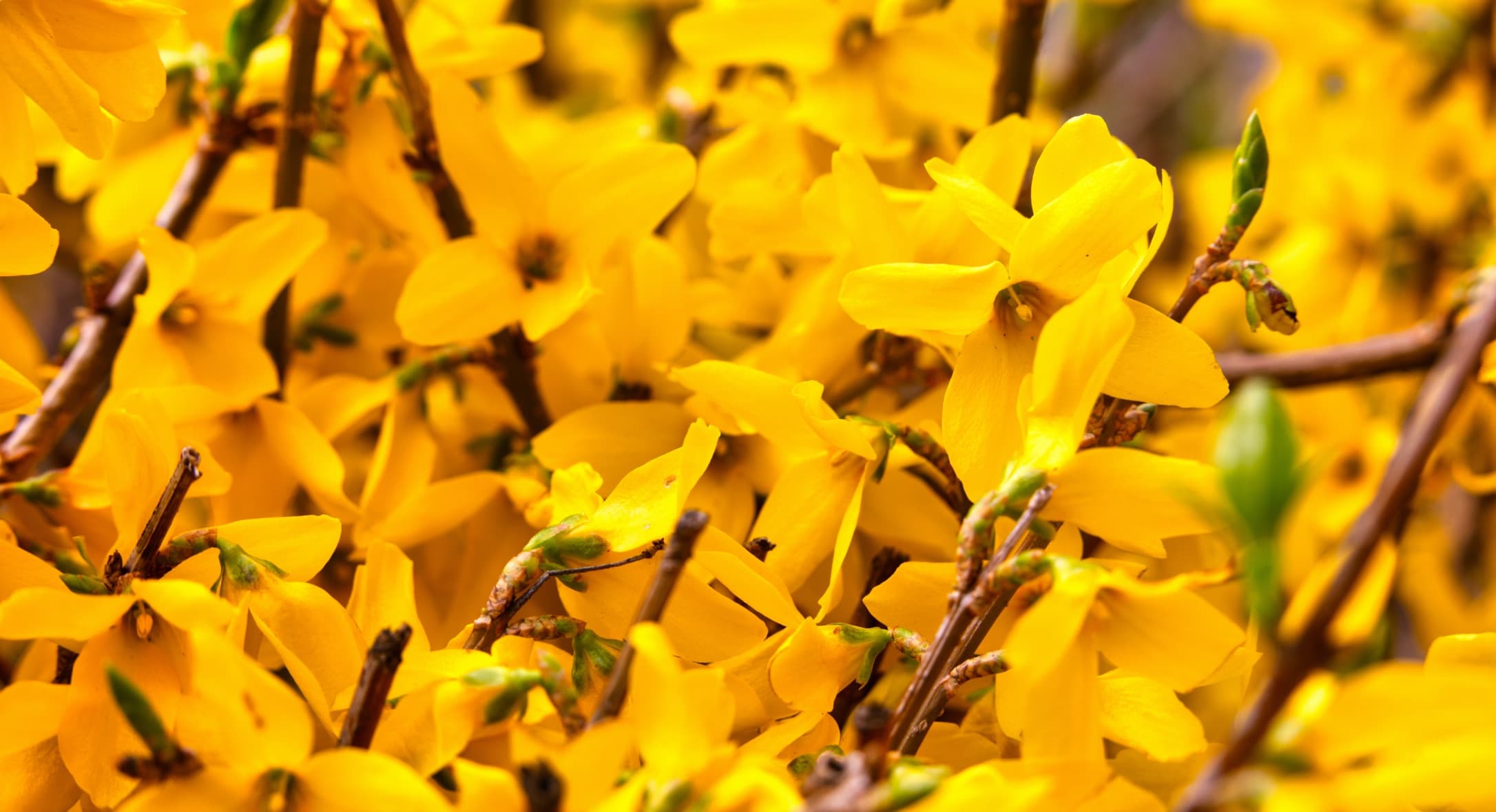 bright yellow Weeping Forsythia flowers