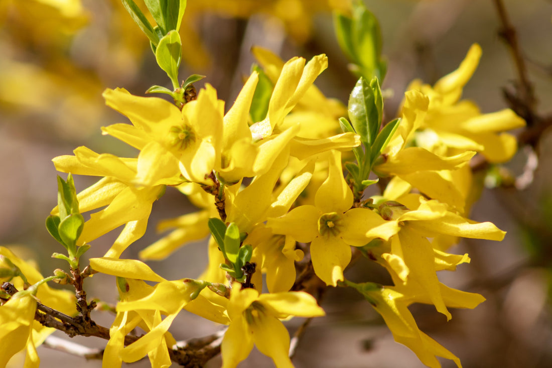 yellow flowering forsythia shrub growing outside