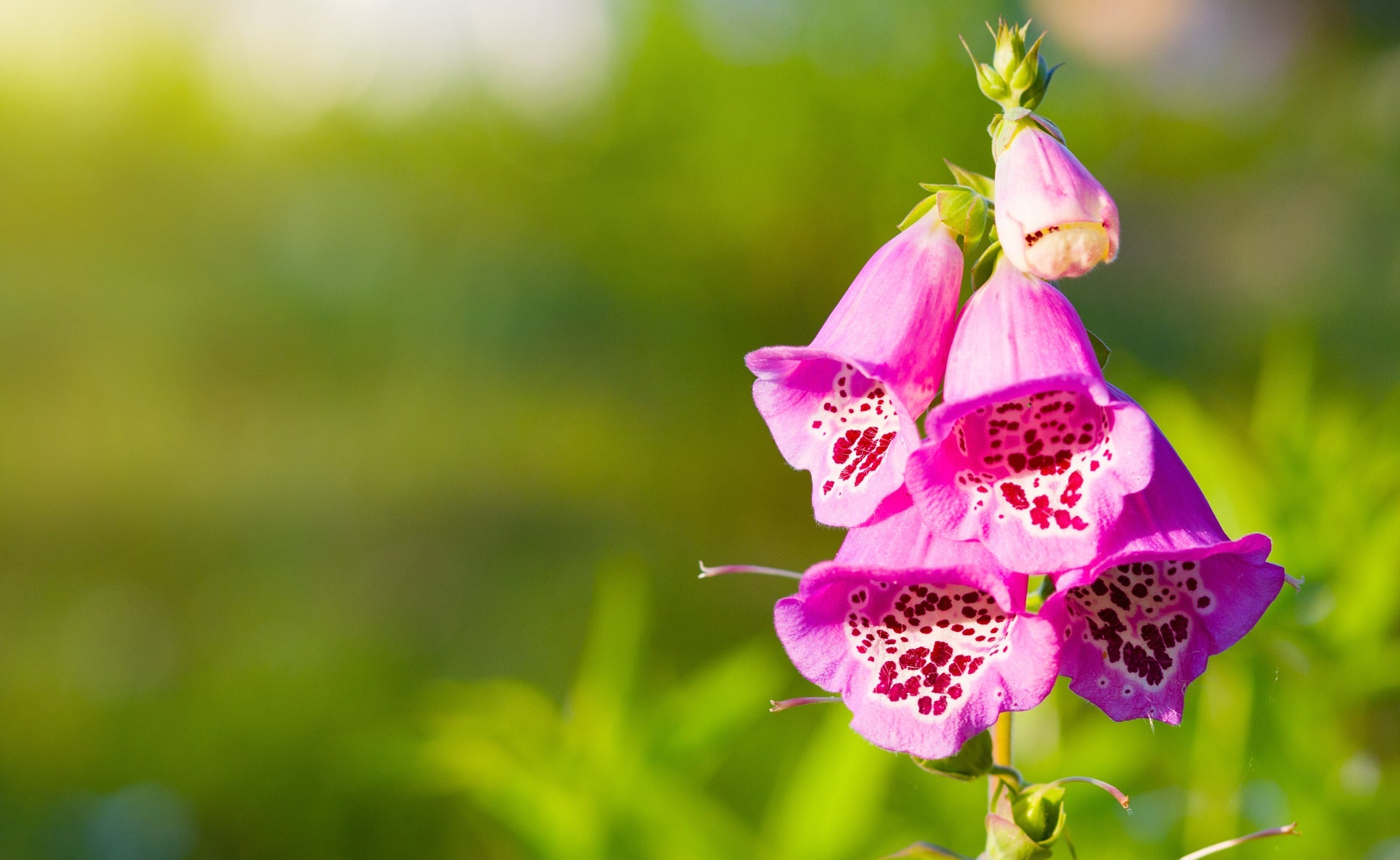 pink bell-shaped flowers from a foxglove plant with a tall erect stem with petals that are speckled with brown spots