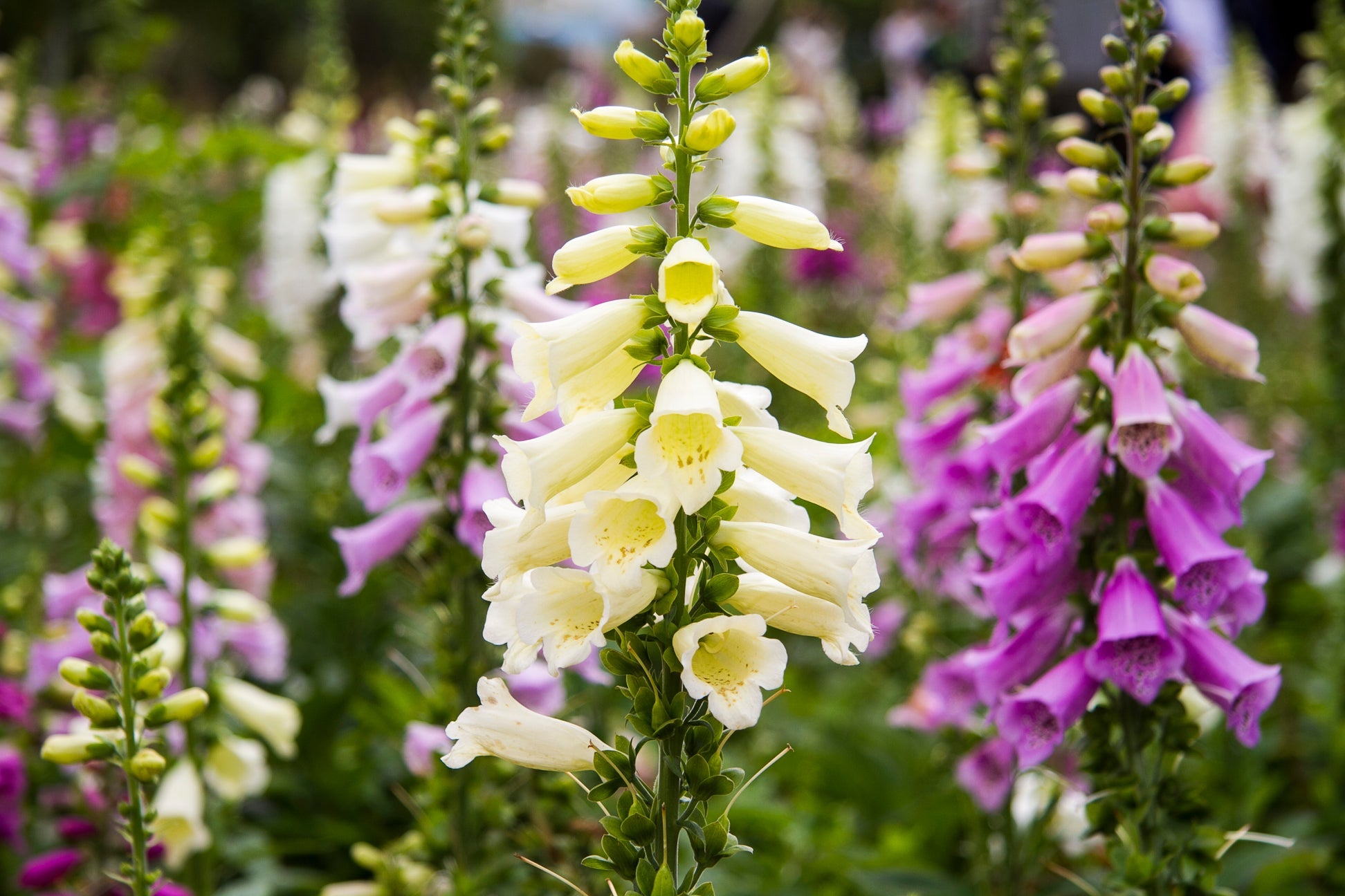 creamy yellow, purple and pink foxglove flowers growing on tall upright stems