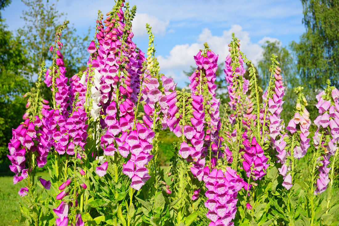 tall erect stems bearing pink bell-shaped foxglove flowers growing in a field outside with a blue sky in the background