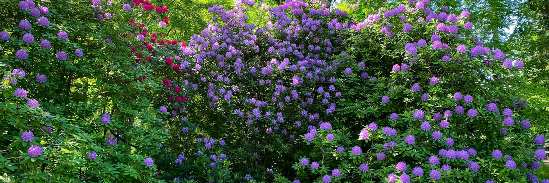 purple and red flowering shrubs growing outside next to each other