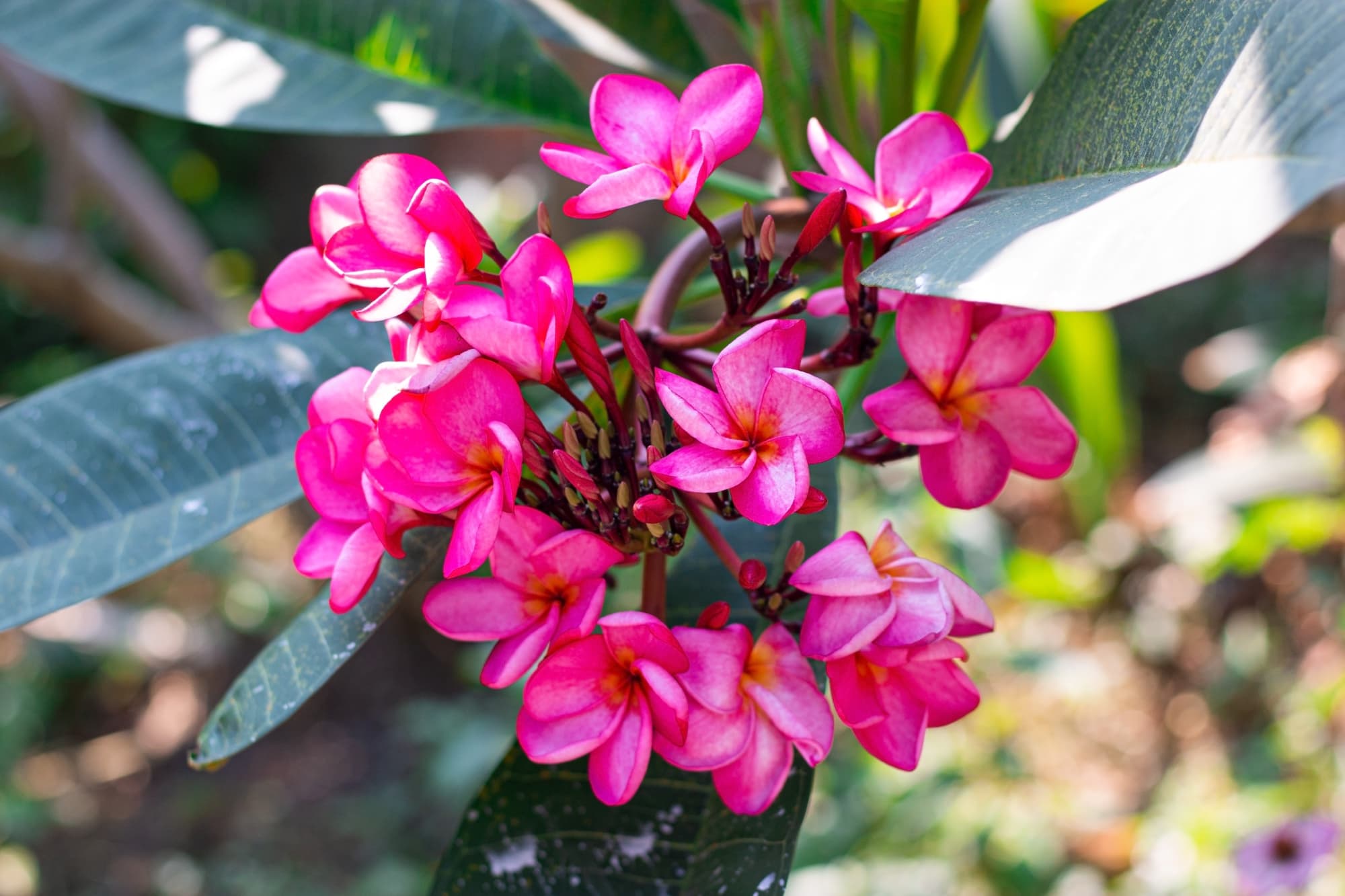pink flowering frangipani shrub with dark green lanceolate leaves