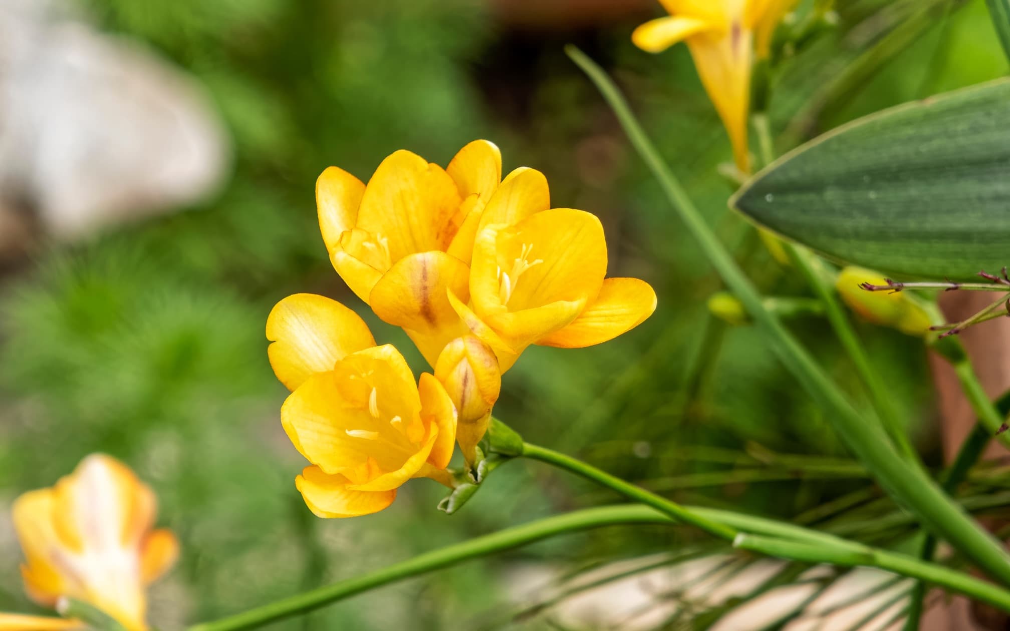 yellow freesia flowers emerging in the garden