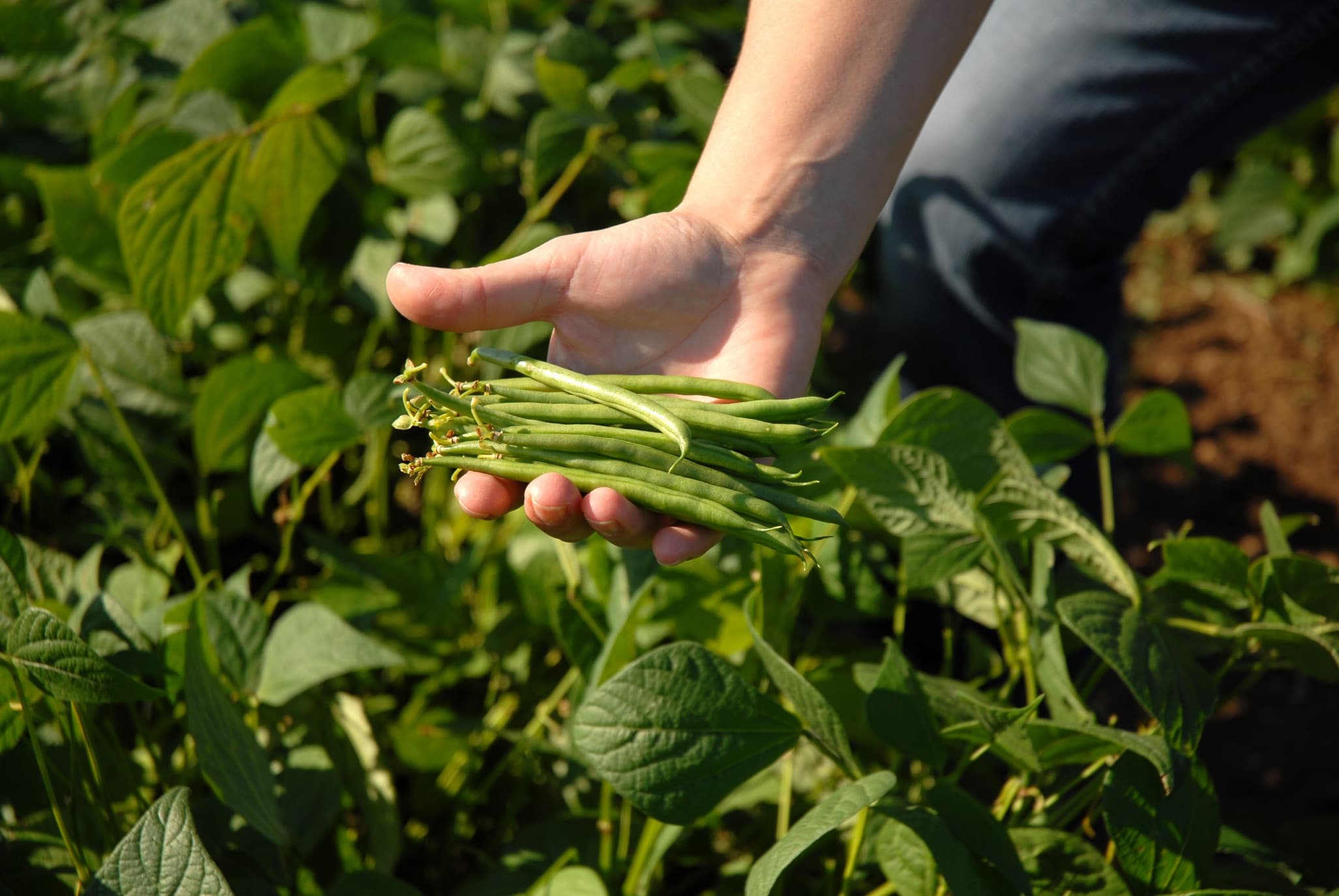 hand shown holding freshly harvested French beans