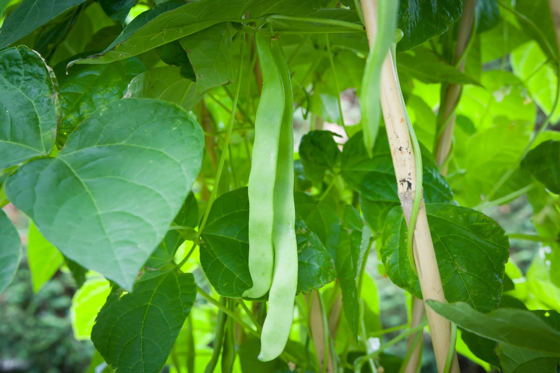 beans growing on a climbing Hunter French bean plant