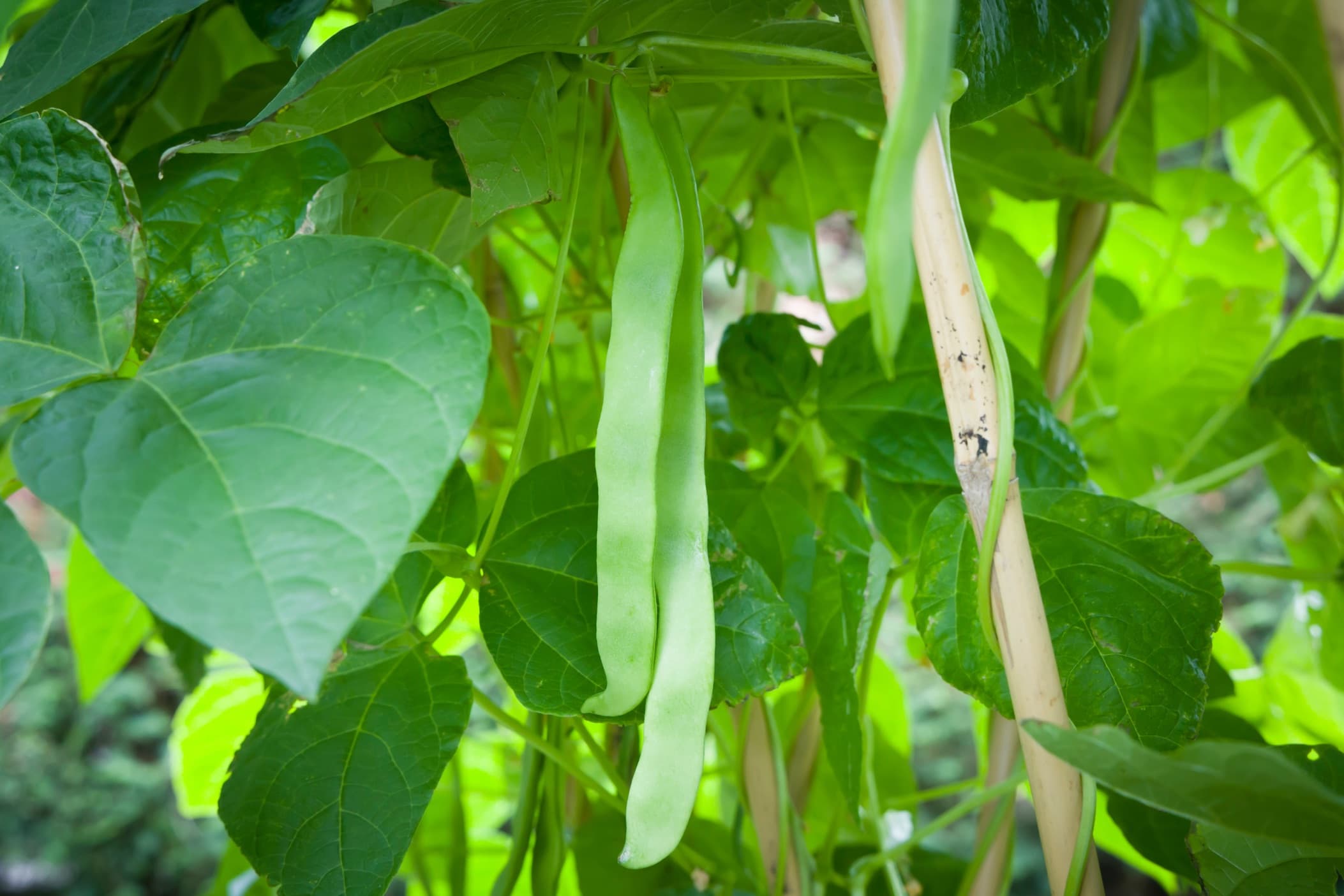 beans growing on a climbing Hunter French bean plant