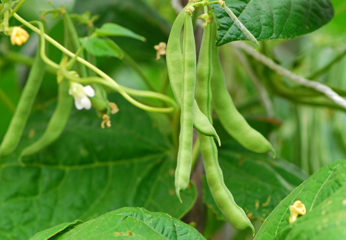 french bean plant bearing long green beens and yellow flowers