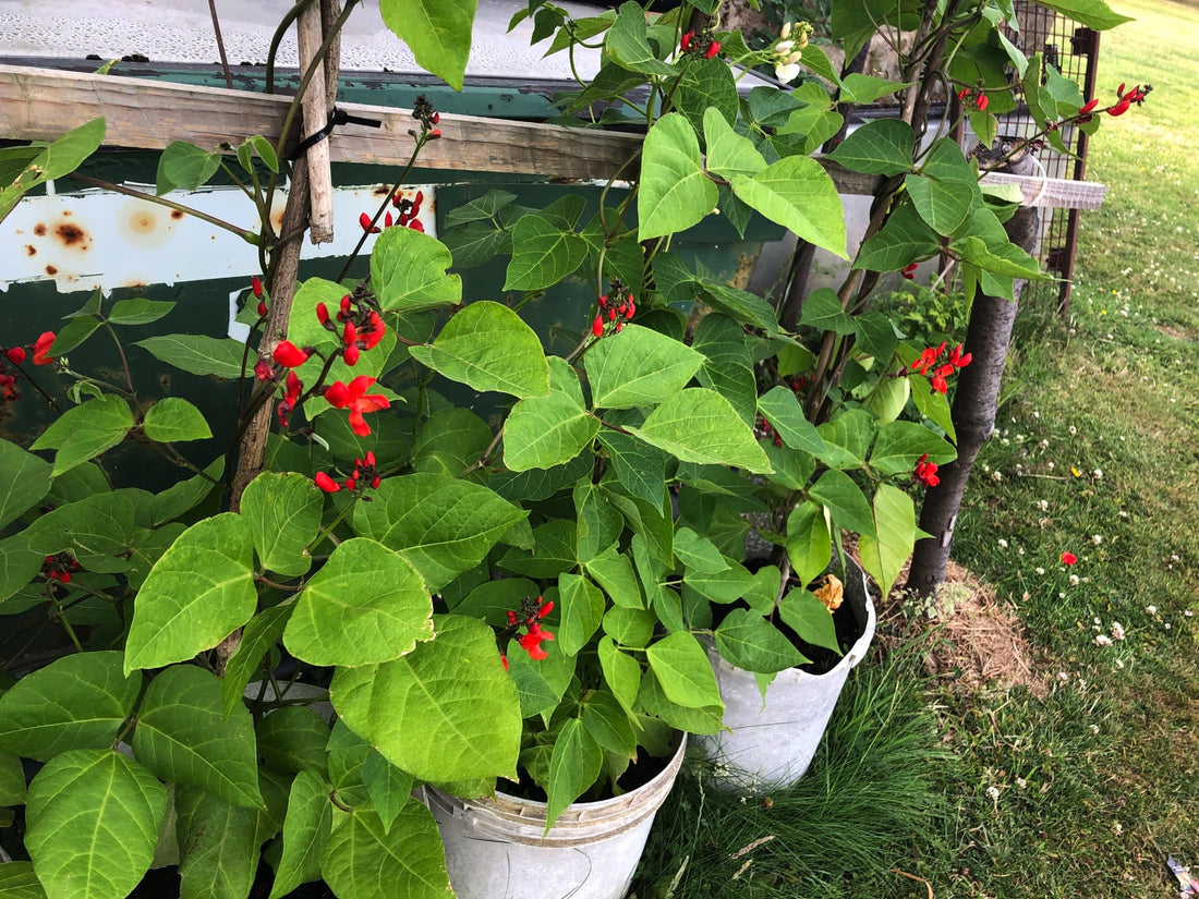 french beans with orange flowers growing in pots against a support structure