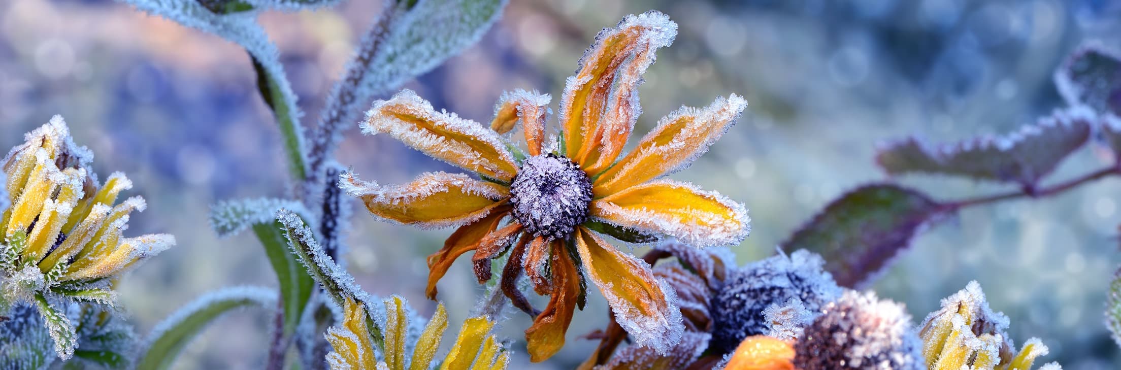 frost covering flowers and foliage in a winter garden