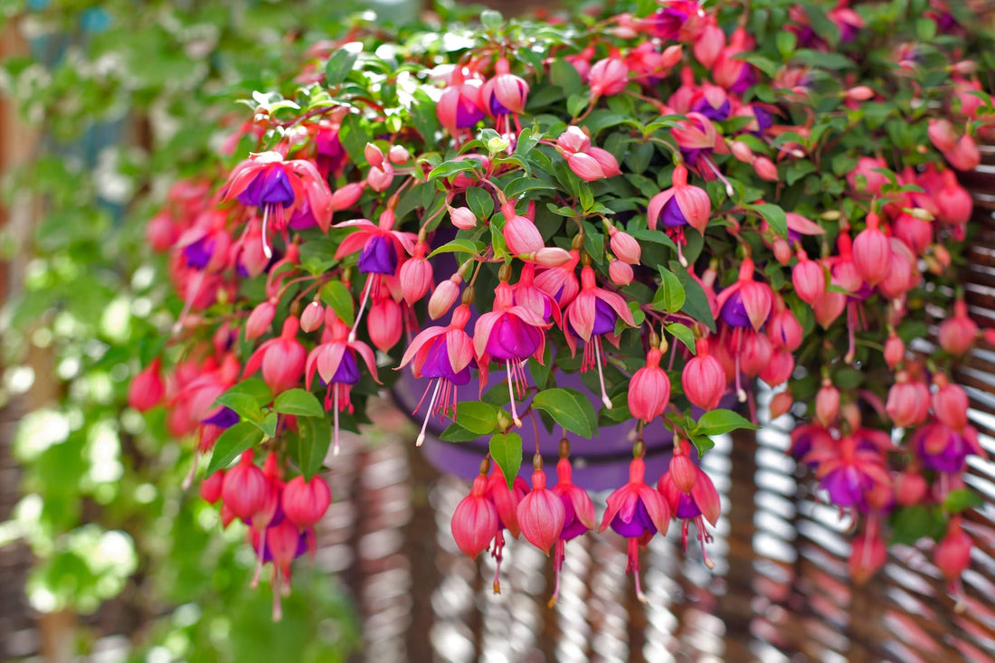 pink and purple flowering fuchsia plant cascading over the edge of a hanging basket