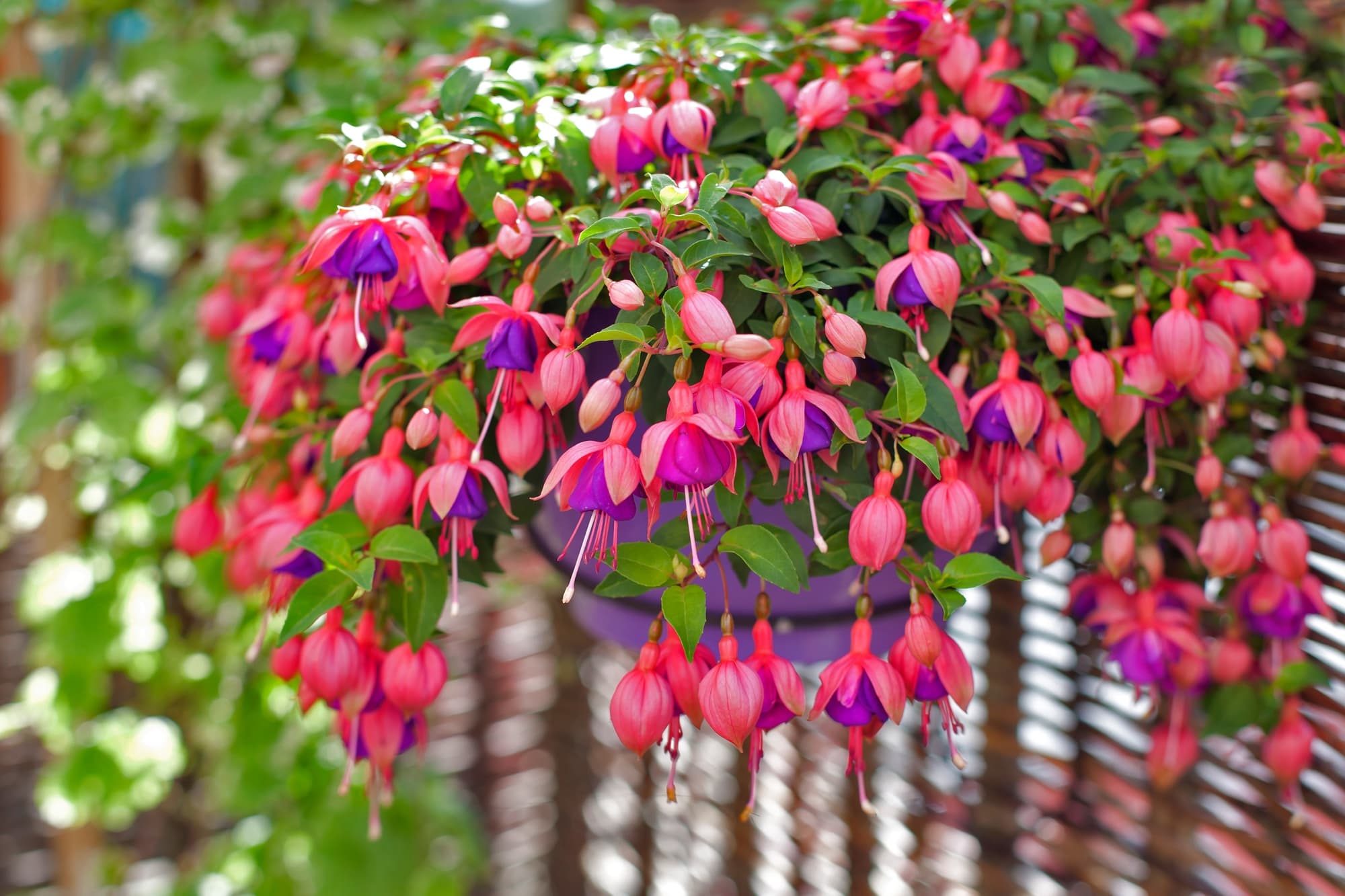 pink and purple flowering fuchsia plant cascading over the edge of a hanging basket