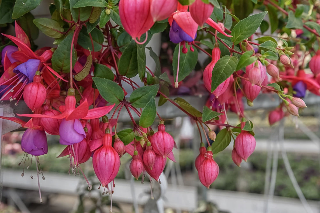 pink flower buds that are opening up to reveal purple centres from a fuchsia plant growing in a hanging basket