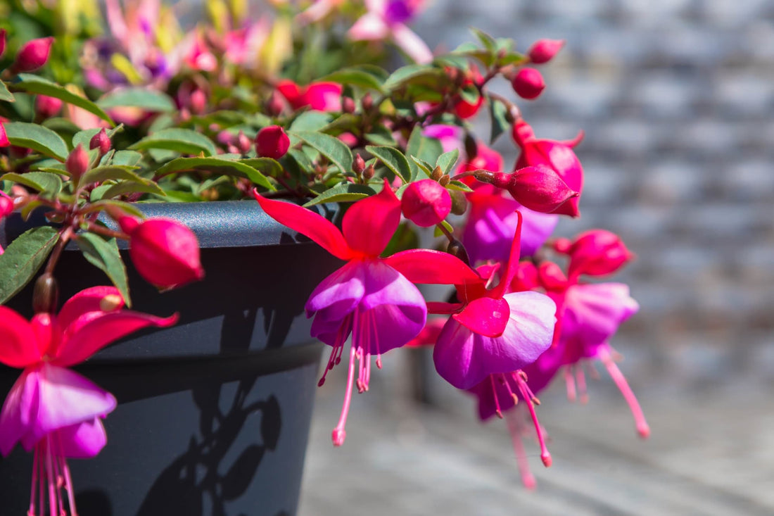 purple and red flowering fuchsias with long pink stamen and green foliage growing in a black glossy pot