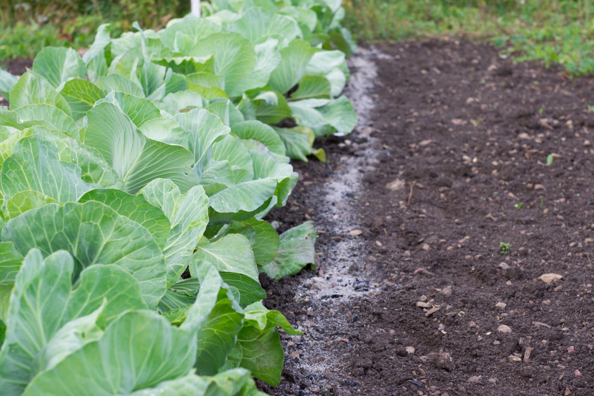 white cabbage leaves with a trail of scattered wood ashes next to them growing from soil