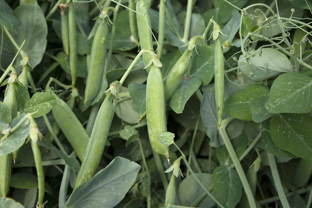 Homegrown Garden Peas: How Experts Advise Growing Pisum Sativum Plants ...