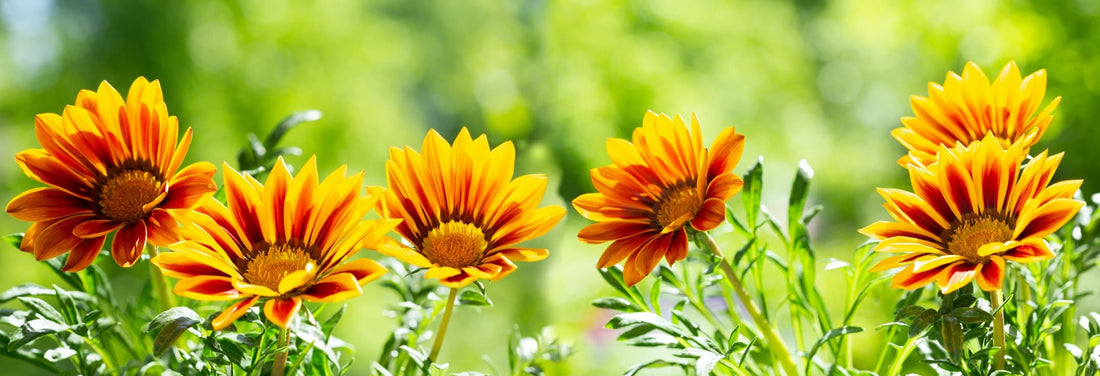 red and yellow gazania flowers