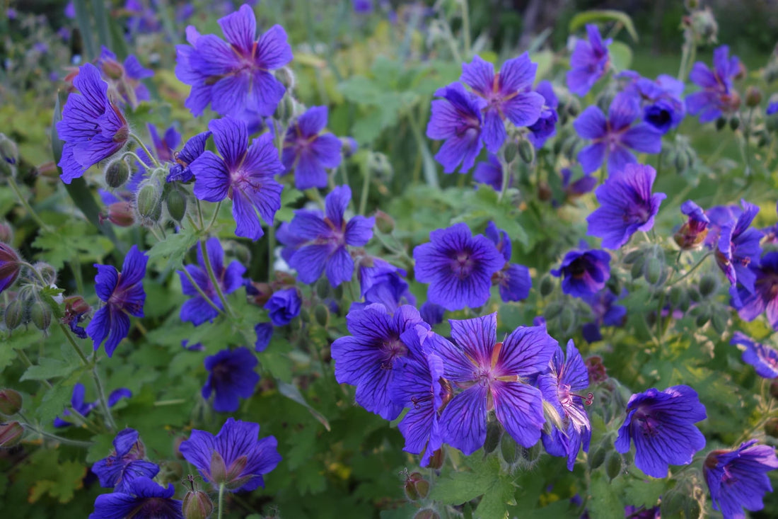 dark purple cranesbill flowers