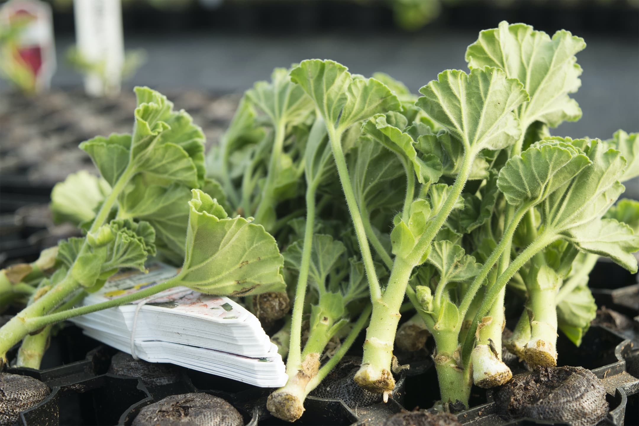 Here's How To Take Geranium Cuttings - Buy Just Once And Propagate New ...