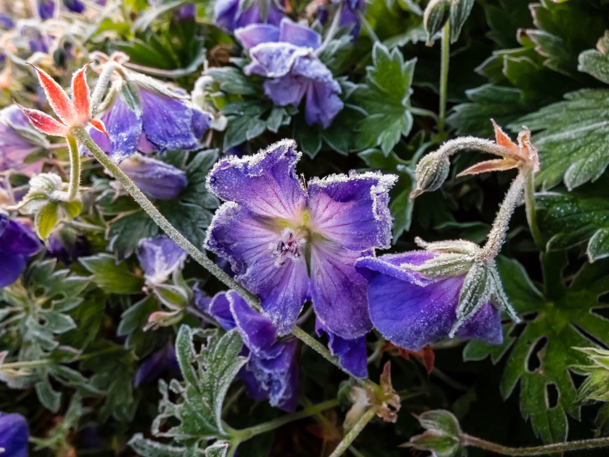purple flowering geranium with dark green foliage covered in a layer of frost