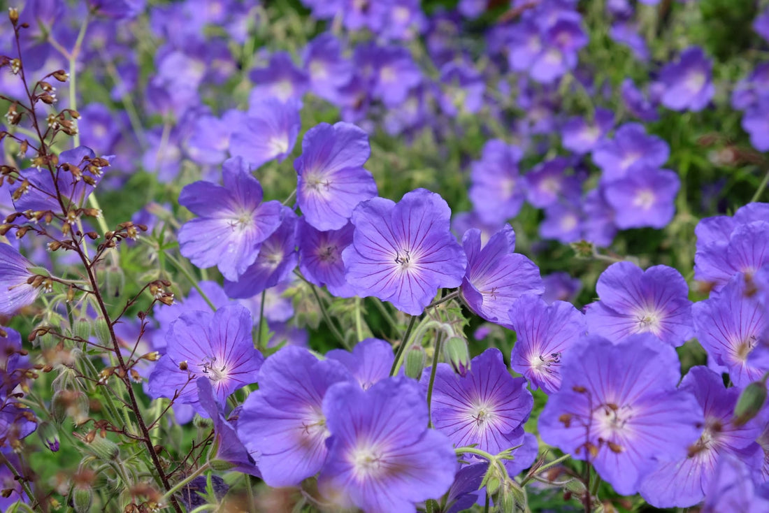 purple flowering hardy geraniums