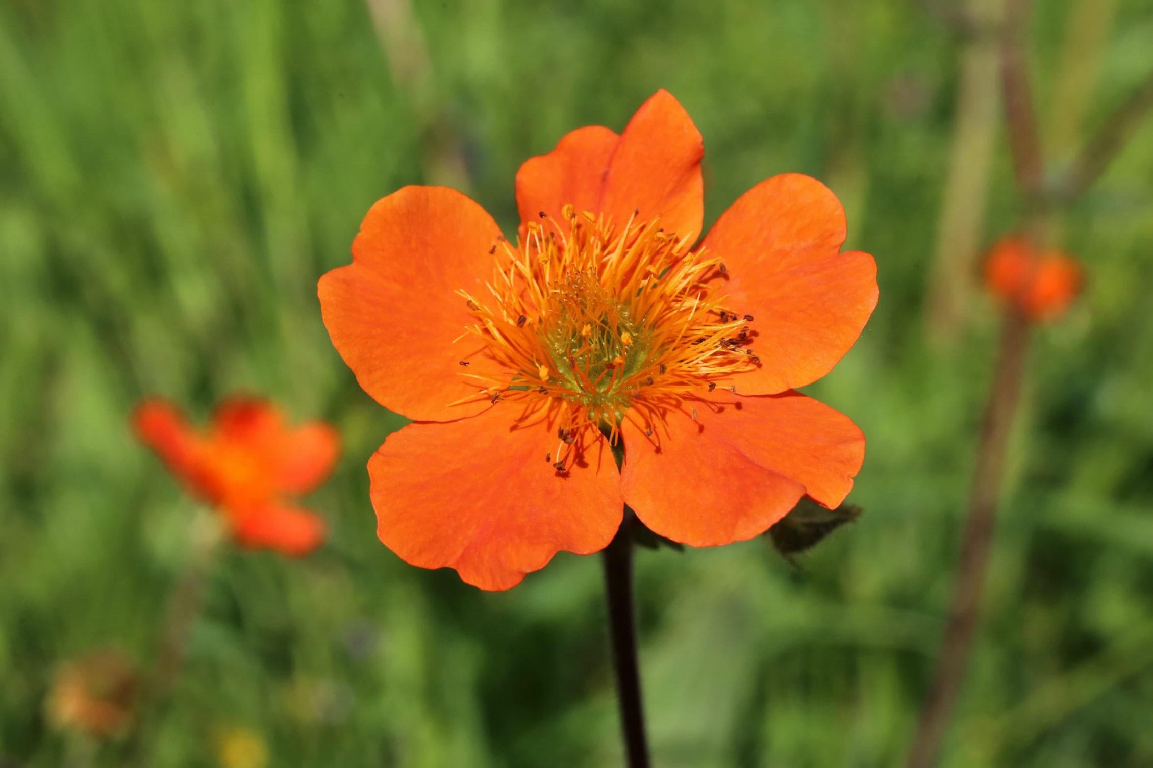 close up of orange geum flower with green foliage in background
