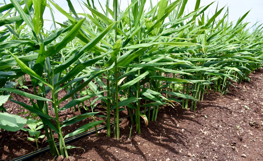 Zingiber officinale plants growing in a row on a plantation