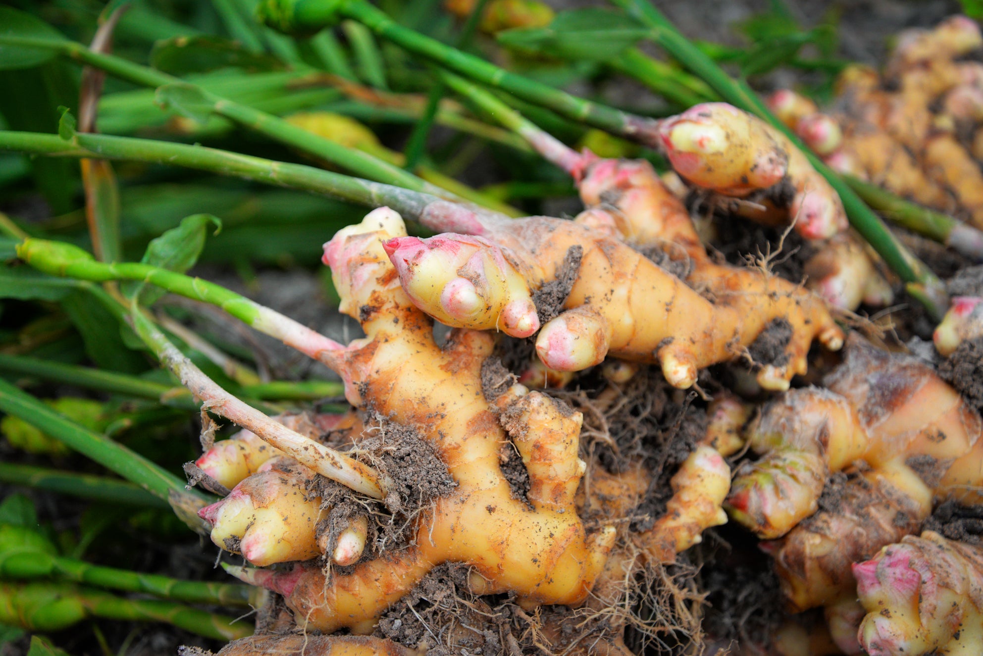 roots of a ginger plant that have been harvested with green stems