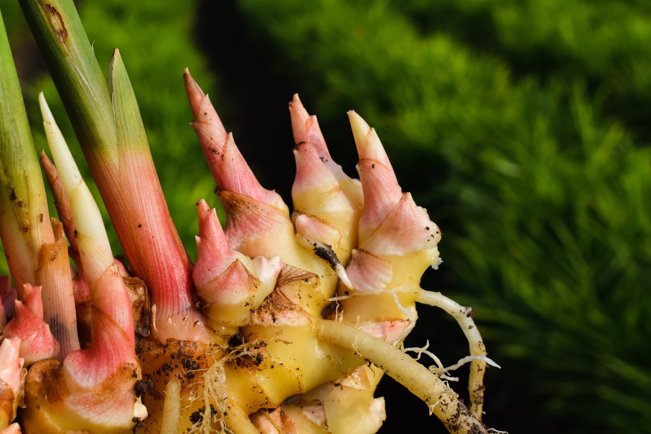 ginger roots freshly harvested from a field