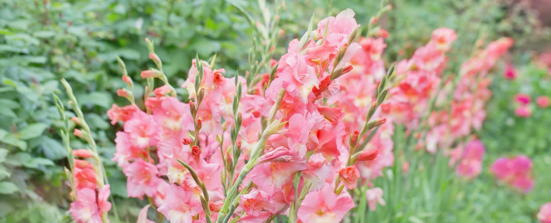 beautiful pink gladioli