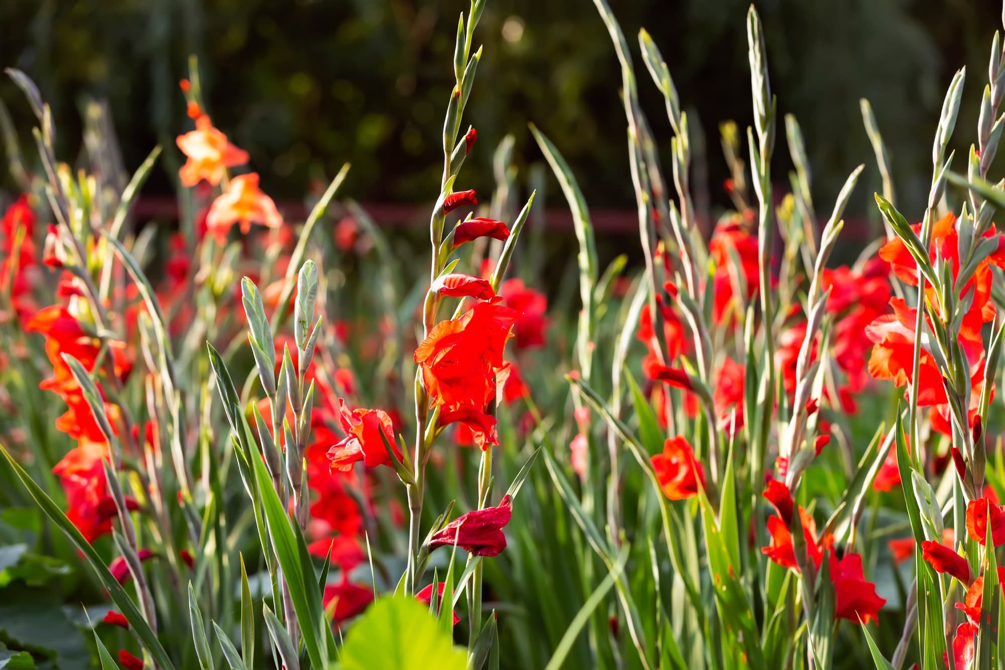 red flowering gladiolus plants with erect stems
