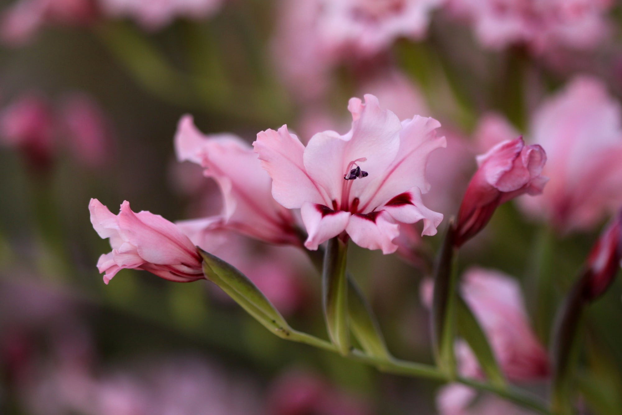 pink flowering gladiolus plant growing outside