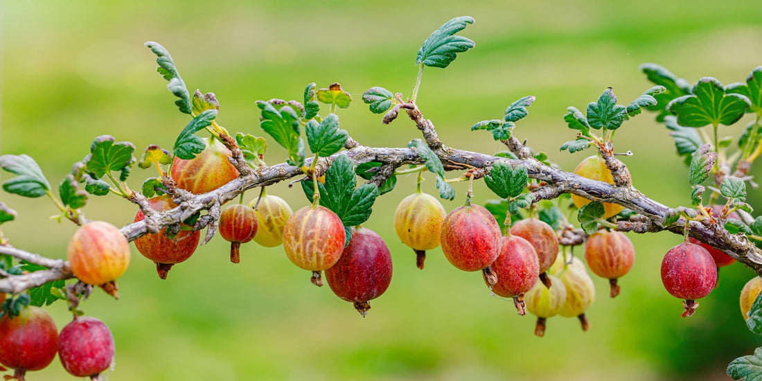 red gooseberries on a branch