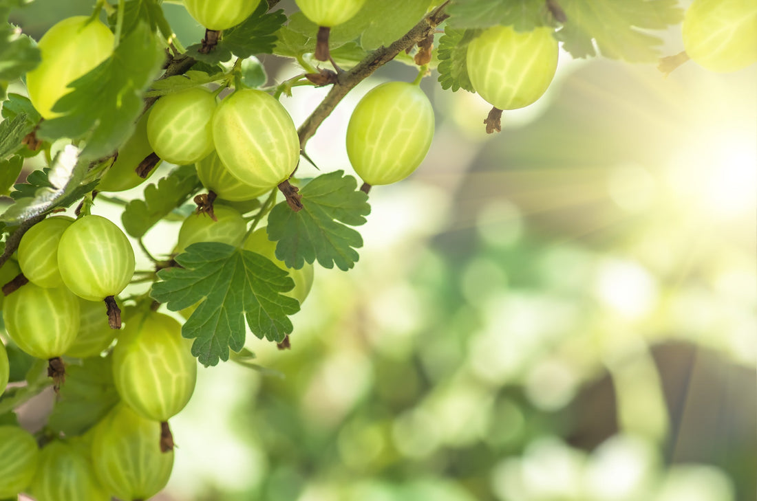 green fruit hanging from a gooseberry plant growing outside in the sun