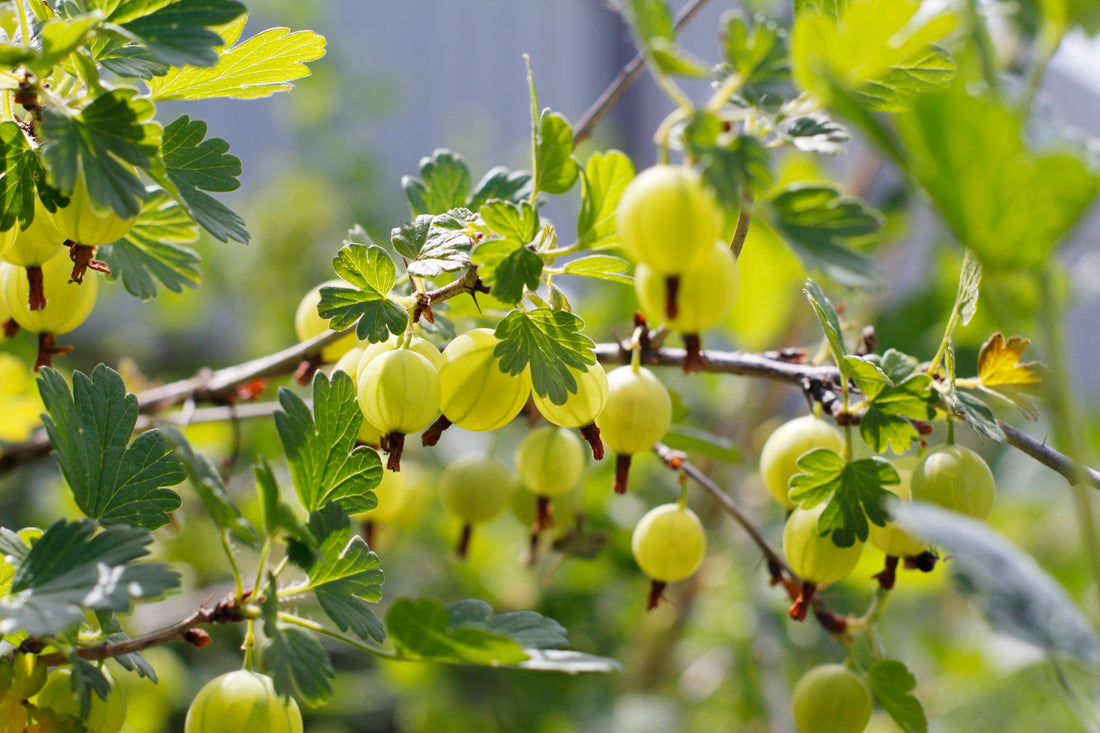 green fruits hanging from a gooseberry plant with green foliage growing outside