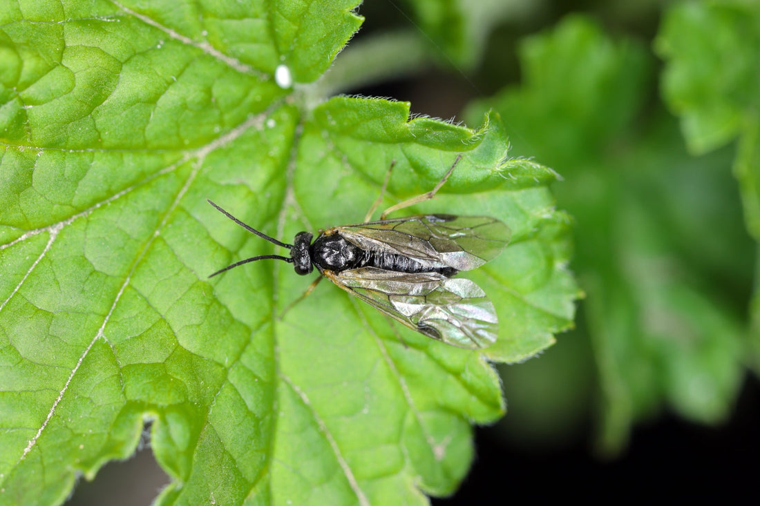 a fly sitting on the leaf of a gooseberry plant