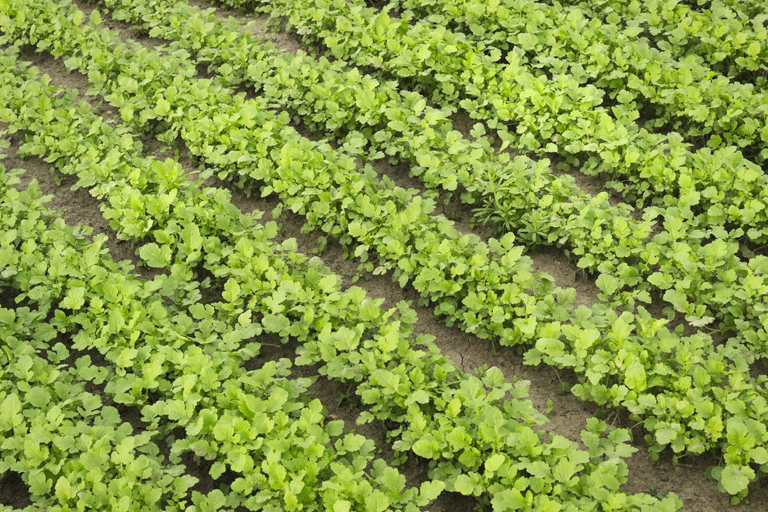 field full of green manures