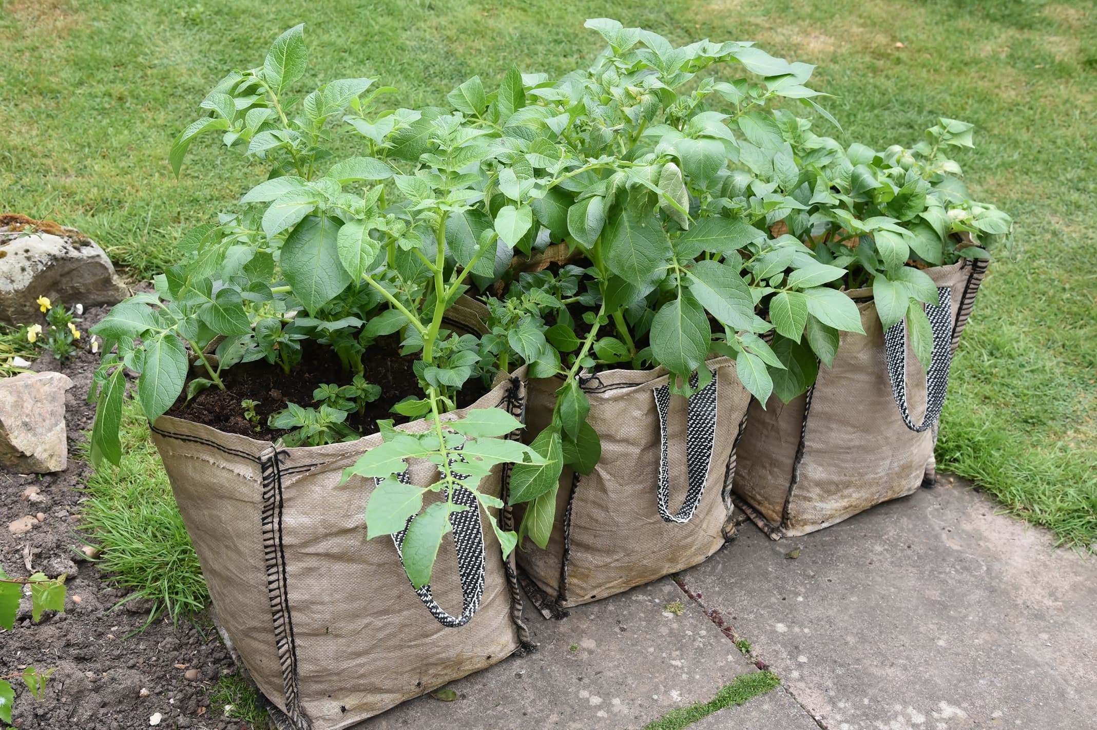 three large sacks with potato plants growing from them in the garden