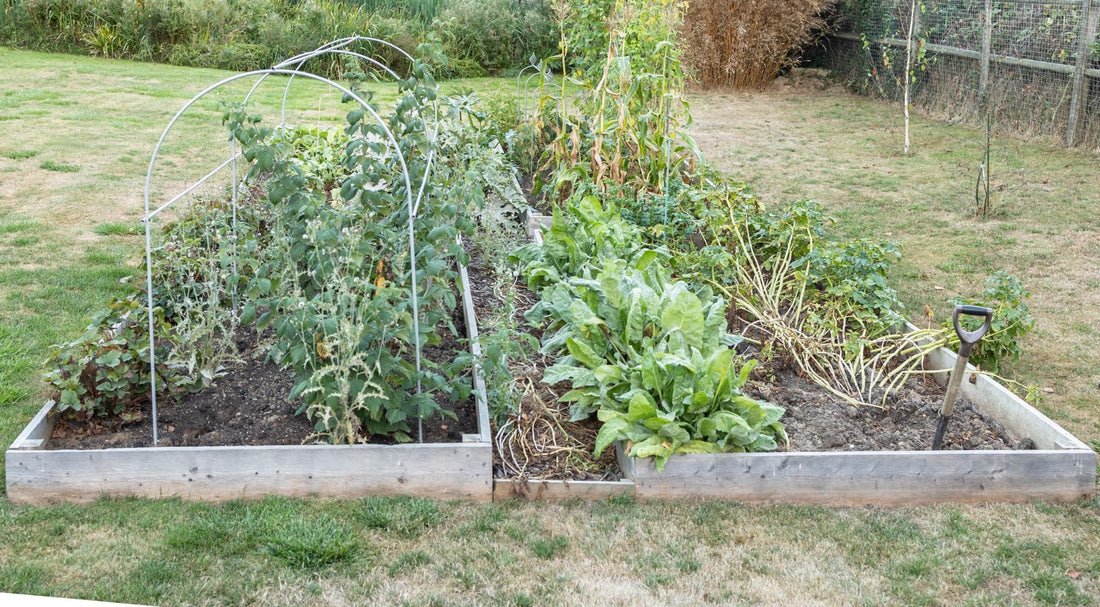 runner beans and courgettes growing in a vegetable plot