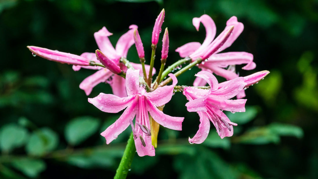 Pink nerine bowdenii flower