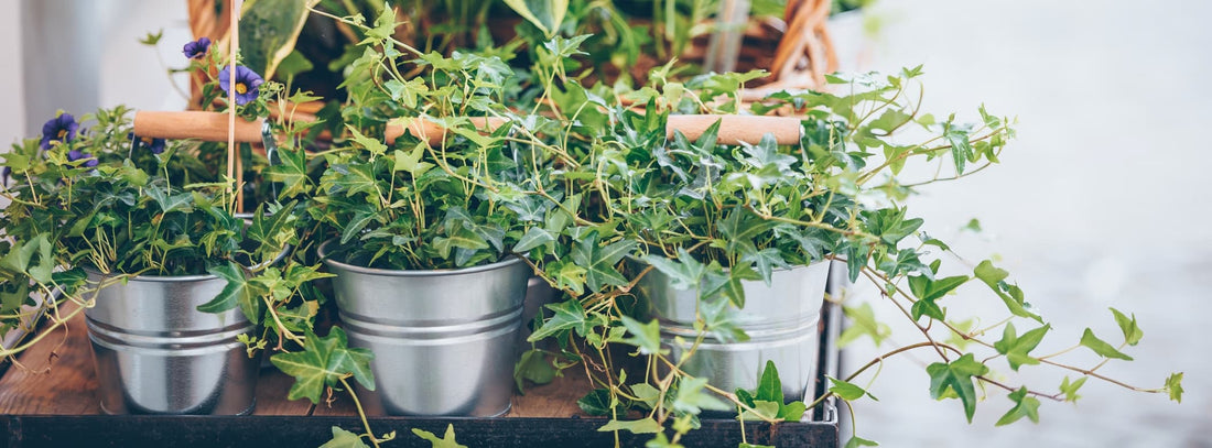 ivy growing in metal pots