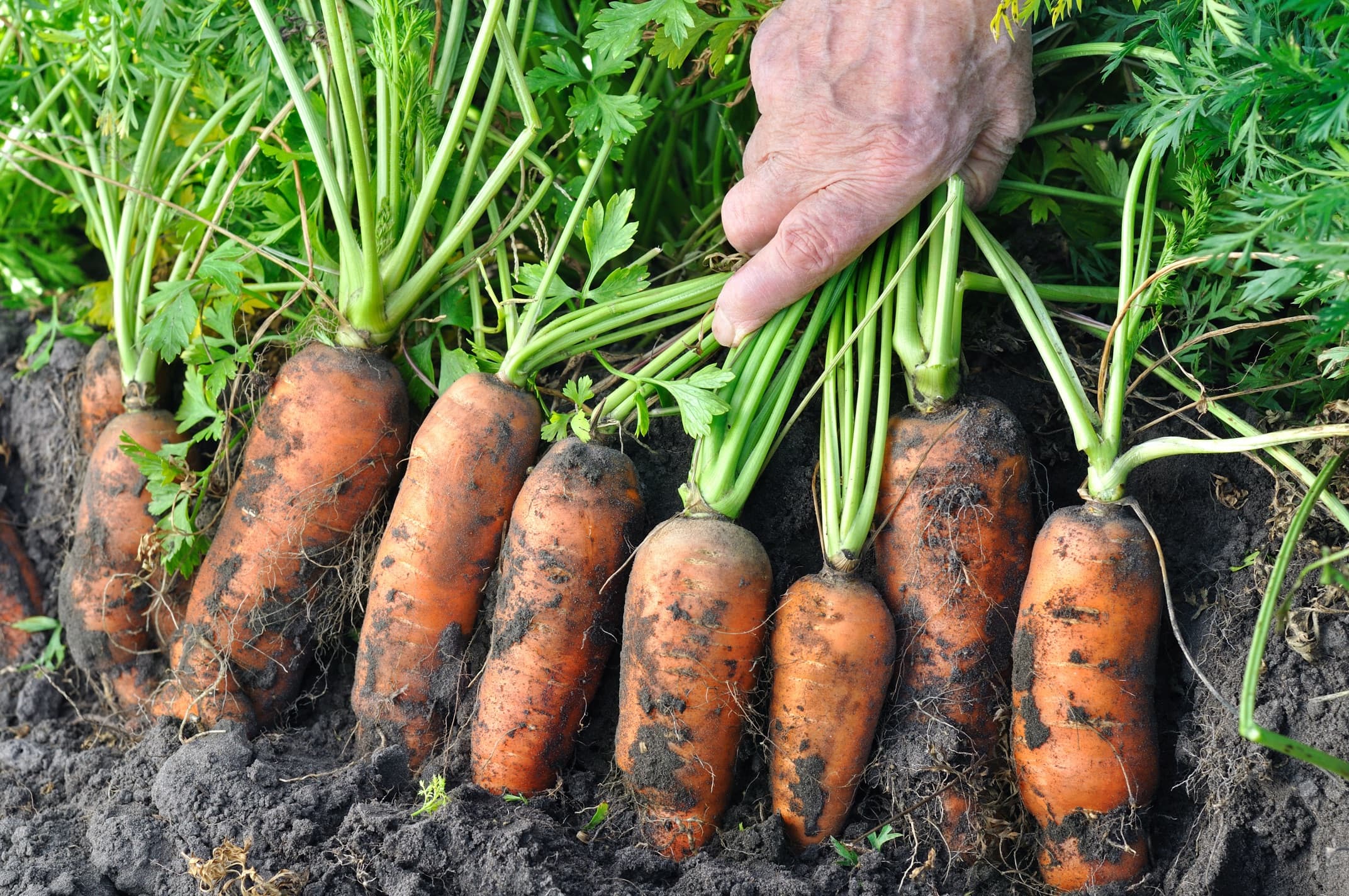 farmer pulling carrots from the soil