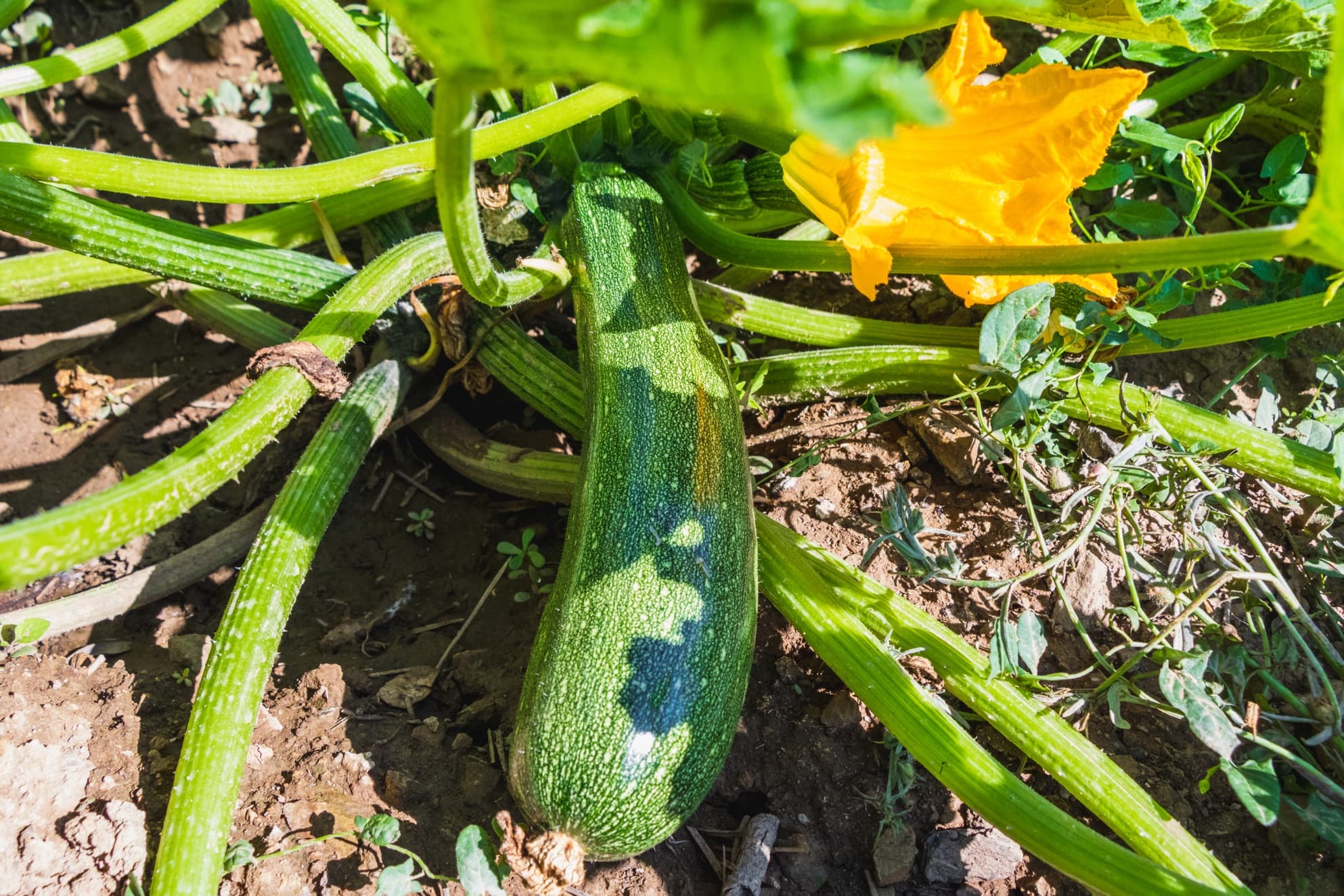 a large plump courgette ready to picked from its plant with a large yellow flower alongside